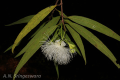 Syzygium occidentale